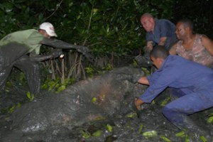 manati-muerto manati-muerto