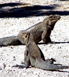 Iguanas