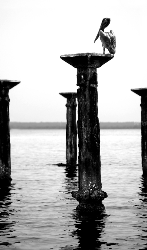 Pelicano en Los Haitises