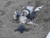 Tortuga tinglar, nido