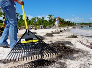 Limpieza de Playa