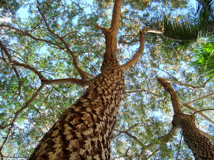 Estoy viejo pero aun sé que puedo servirte... Plaza de la Cultura